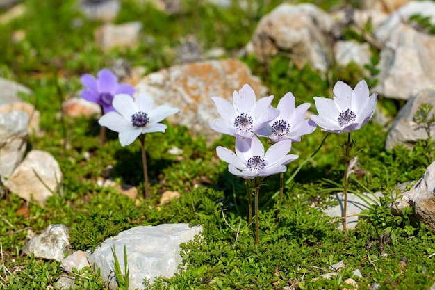 Lente seizoen; wilde bloem; Anemoon (Anemoon coronaria)