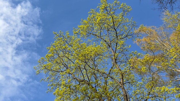 Lente skyscape met helder bloeiende esdoorn takken en blauwe hemelachtergrond en witte wolken