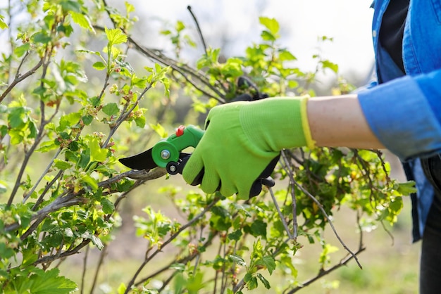 Lente snoeien van tuin fruitbomen en struiken close-up van gehandschoende handen met tuin schaar snoeien zwarte bes takken Hobby tuinieren boerderij concept