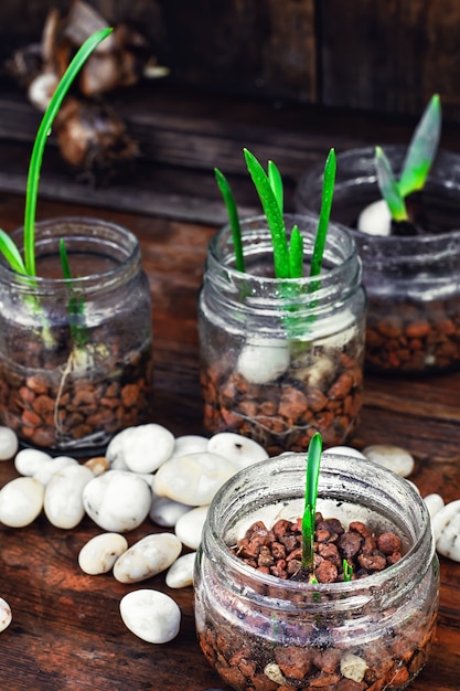 Lente spruiten in potten