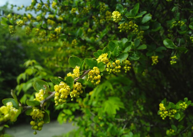 Lente tak in bloesem achtergrond