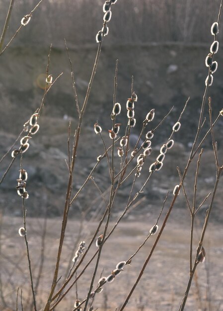 Lente takje van de teugel met nieren. Verba in delicate kleuren. Ontwaken van de natuur in het voorjaar.