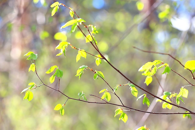 lente takken jonge bladeren, abstracte achtergrond seizoensgebonden maart april, knoppen op takken natuur