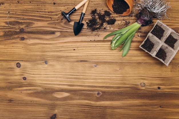 Lente tuinieren achtergrond met hyacint bloemen bollen Knollen schop en bodem