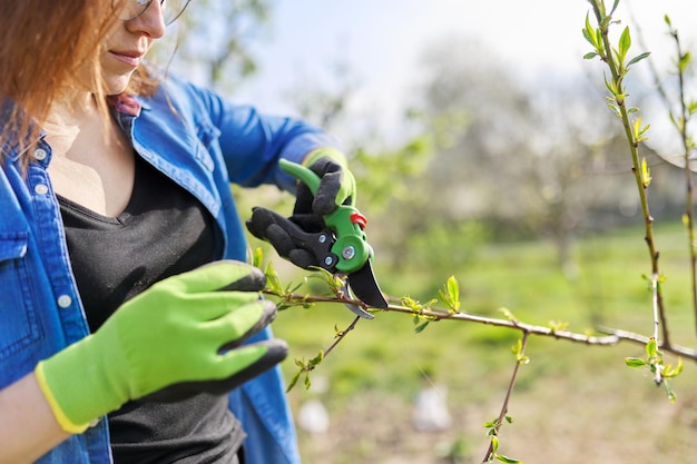 Lente tuinieren, vrouwelijke tuinman in handschoenen met snoeischaar die droge takken op de boom snijdt en een perzikboom vormt. Hobby, tuinieren, boerderijconcept