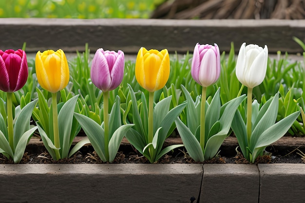 lente_tulp_bloemen_