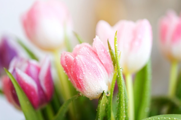 Lente tulpen Boeket verse bloemen met waterdruppels