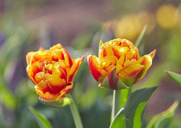 Lente tulpen op de weide onder zonnestralen