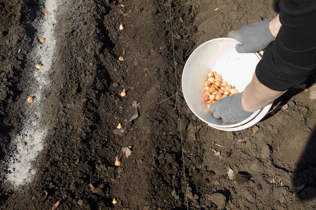 Lente-ui planten met meststoffen