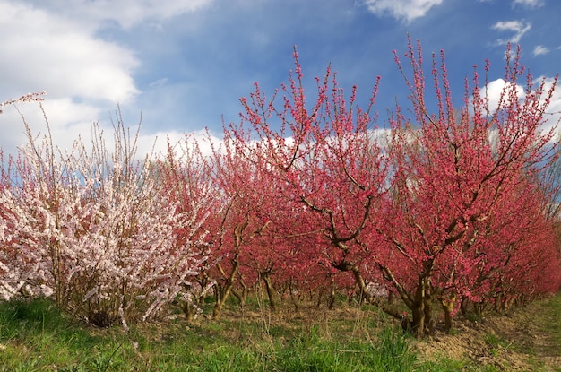 Lente van perzik tuin