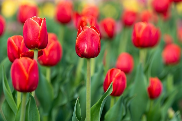 Lente velden van bloeiende tulp. schoonheid buiten scène. kleurrijke bloemen boerderij landschap