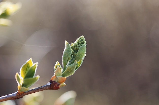 Lente verse bladeren op een boom zonsondergang