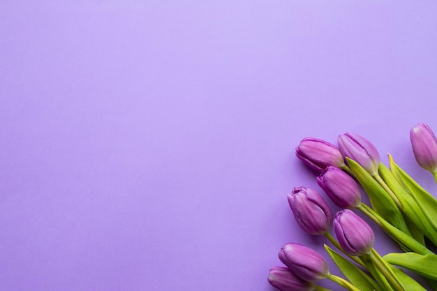 Lente verse tulpen op violette achtergrond voor Moederdag Valentijn wenskaart