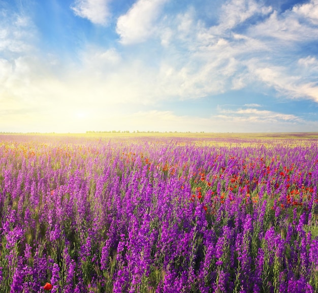 Lente violette bloemen in de wei