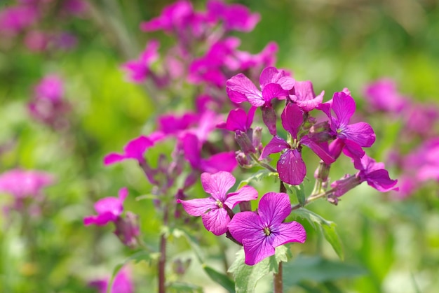 Foto lente violette bloemen