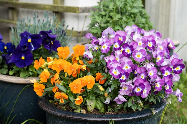 Lente viooltjes bloemen pot met kleurrijke gemengde altviool driekleurige bloemen achtergrond