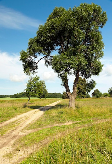 Lente weg platteland