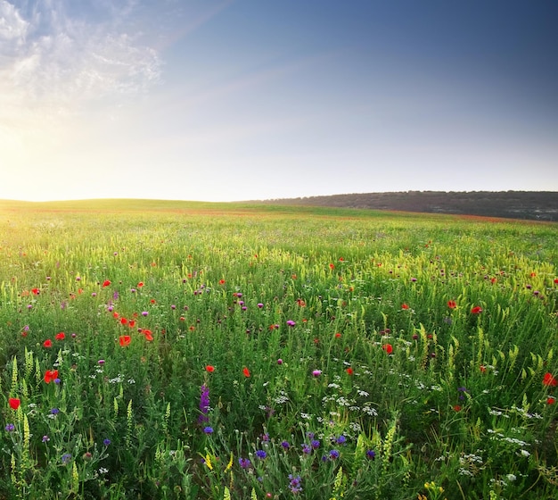 Lente weide. Samenstelling van de natuur.