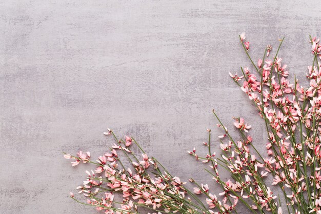 Lente wenskaart, levende koraal kleur bloemen op de pastel achtergrond.