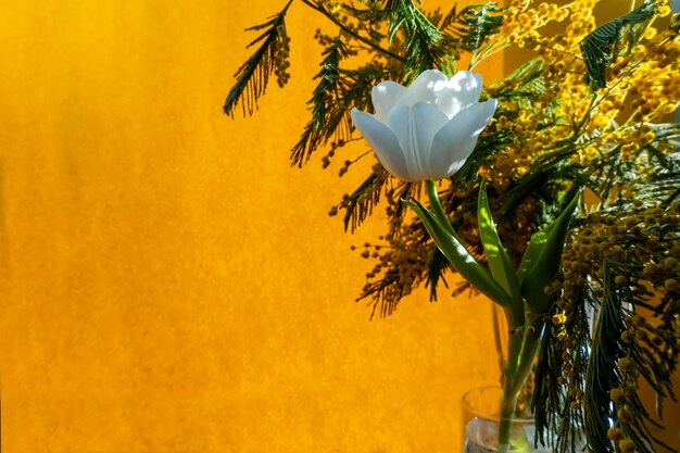 Lente wenskaart met bloemen witte tulpen en mimosa op een oranje of gele achtergrond Het concept van zonnige lente tederheid vrouwelijkheid
