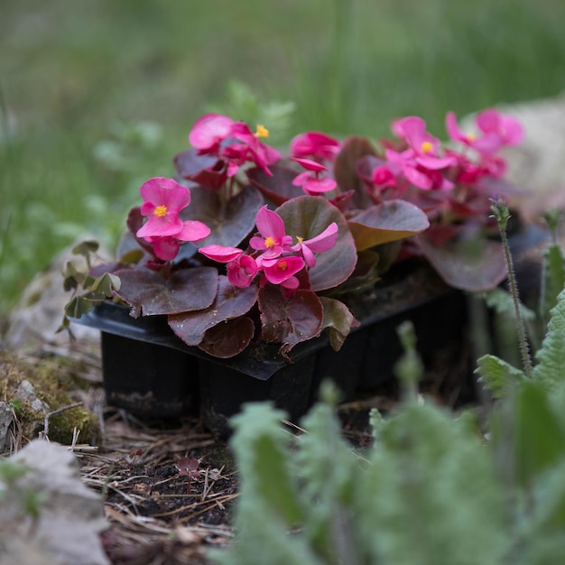 Foto lente werk in de tuin plant transplantatie bloem zaailing zaailingen in potten tuinieren begonia