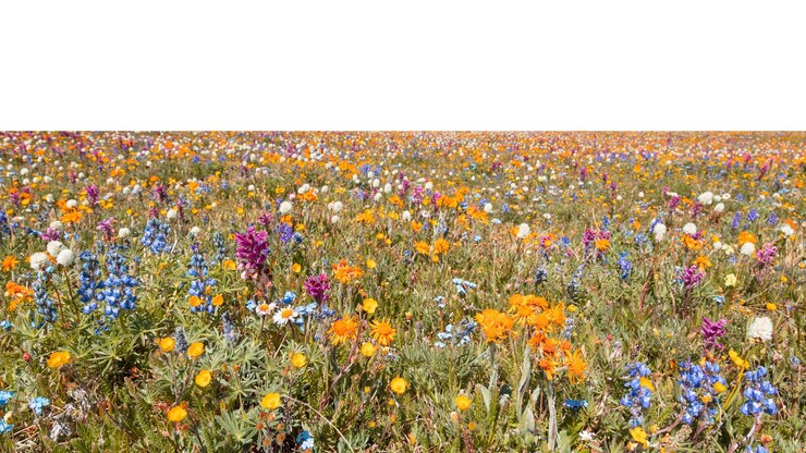 Foto lente wilde bloemen png grens transparante achtergrond