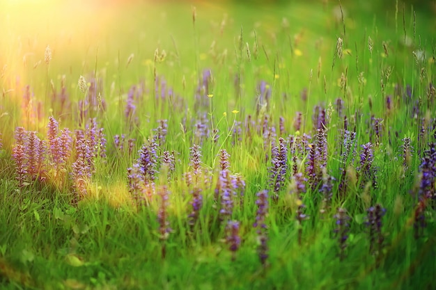 lente wilde bloemen, zomerse achtergrond, groen gras en bloemen