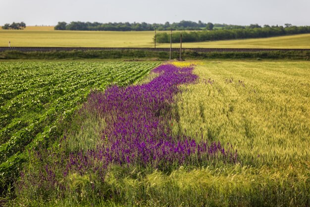 Lente wilde grassen in een weelderig bloeiend veld