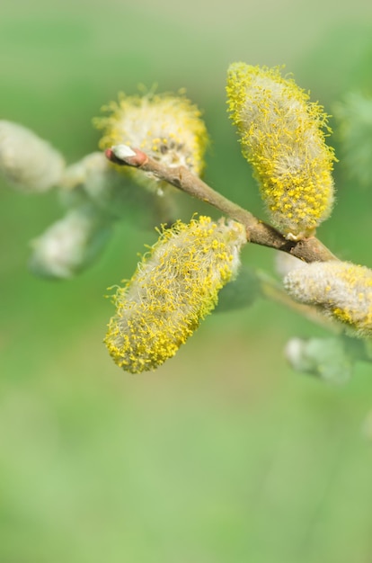 Lente wilgentakken Kut wilgentakjes Lentewilg in bloei