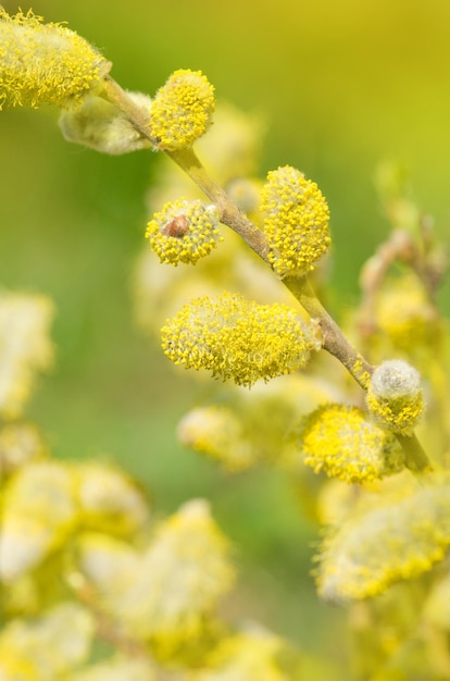 Lente wilgentakken op pastel achtergrond Willow twijgen closeup