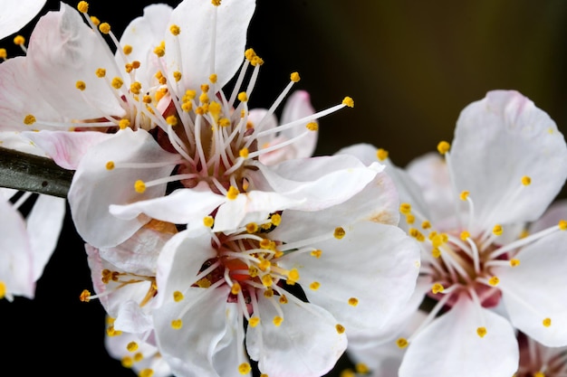 Lente witroze bloemen abrikozen op een zwarte achtergrond close-up macrofotografie