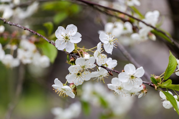 Lente witte bloemen Bloeiende kers in het voorjaar Natuurlijke bloem achtergrond