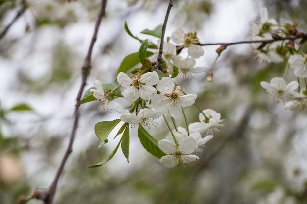 Lente witte bloemen Bloeiende kers in het voorjaar Natuurlijke bloem achtergrond