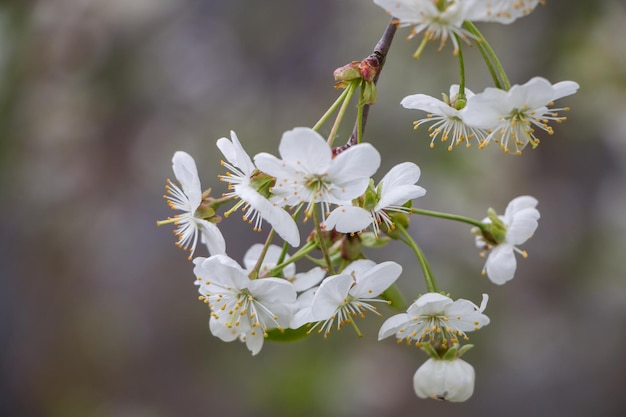 Lente witte bloemen Bloeiende kers in het voorjaar Natuurlijke bloem achtergrond