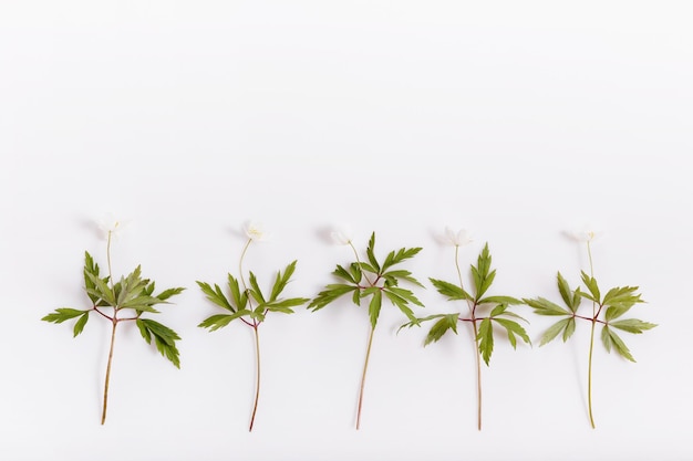 Lente witte bloemen gerangschikt op lichte achtergrond Plat leggen