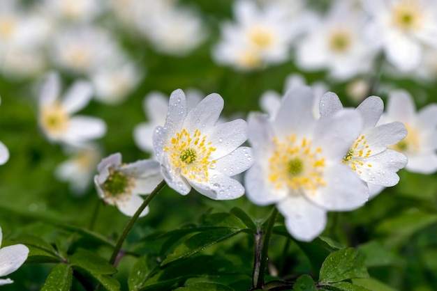 Lente witte bloemen ontspruiten in het bos