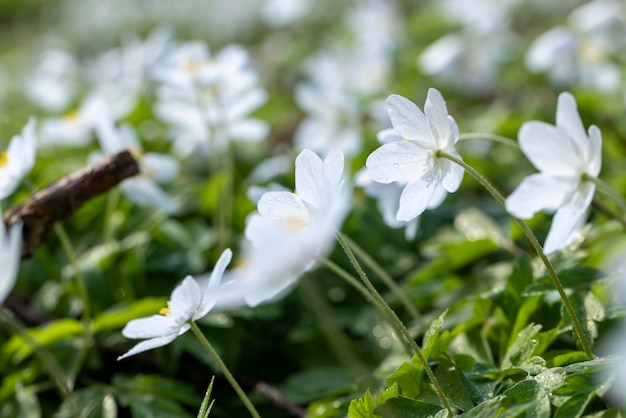 Foto lente witte bloemen ontspruiten in het bos