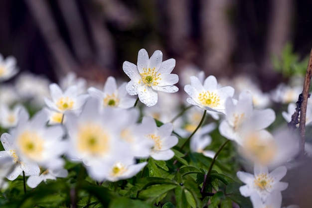 Lente witte bloemen ontspruiten in het bos