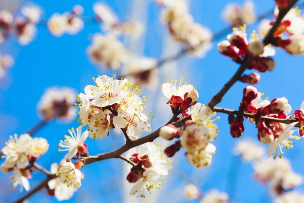 Lente witte bloemen op een kersenboom close-up