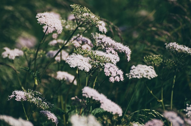 Lente witte bloemen