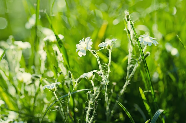 Lente witte bloemen