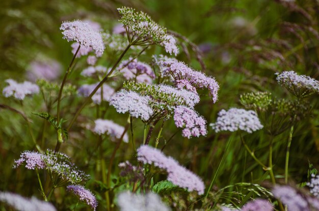 Lente witte bloemen