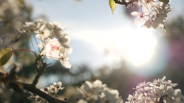 Lente witte bloesem van kersenboom, Californië, VS. Delicate malse sakura bloemen van peer, appel of abrikoos. Lente frisse romantische sfeer, pure botanische bloei, soft focus bokeh.