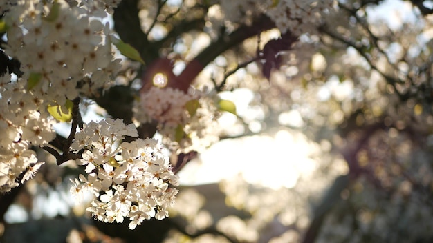 Lente witte bloesem van kersenboom, Californië, VS. sakura bloemen van peer, appel of abrikoos bloo