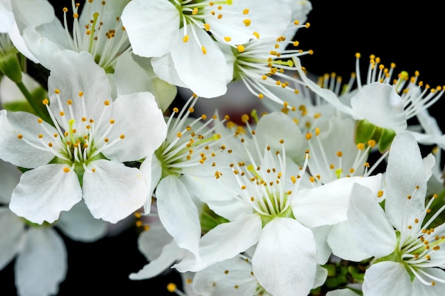 Lente witte kersen bloemen op een zwarte achtergrond close-up macrofotografie