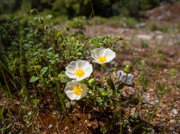 Lente witte wilde bloemen Cistus in de wei en de bergen van het Griekse eiland Evia in Griekenland