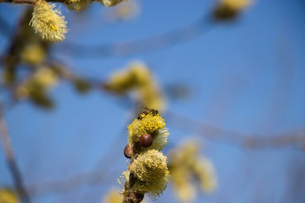 Lente zachte achtergrond met bloeiende wilgen Pasen