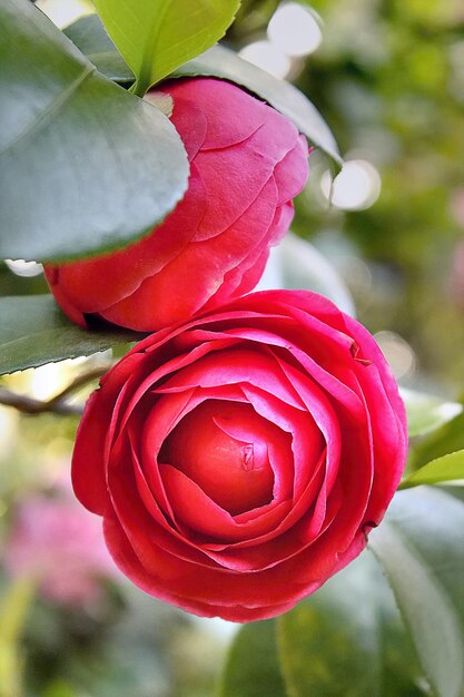 Lente zachte camelia.