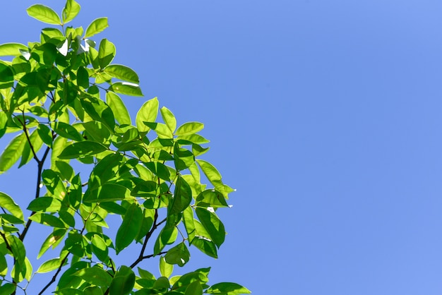 Lente zomer achtergrond met groene boom en hemel