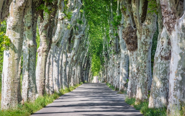 Lente zomer steegje van oude bomen ergens op het platteland in Zuid-Provence